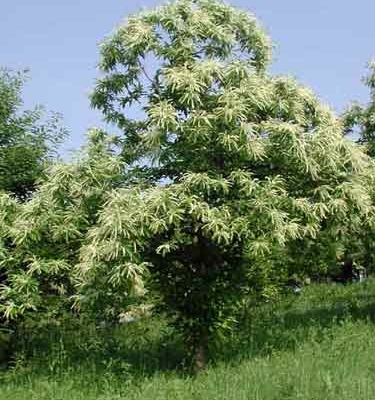 Miele di castagno