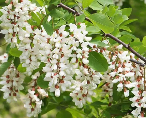 robinia